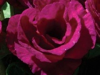 Примула бесстебельная (Primlet)