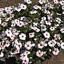 Катарантус розовый (Vinca rosea)