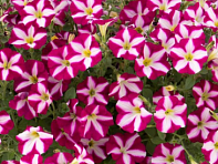 Петуния многоцветковая (Stellina F1)
