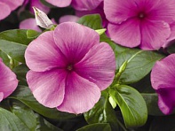 Катарантус розовый (SunStorm F1)