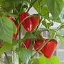 Перец летний (Capsicum annuum)