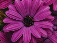 Остеоспермум Эклона