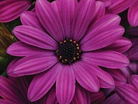 Остеоспермум Эклона (Akila F1)