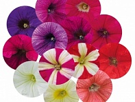 Петуния крупноцветковая (Success! 360° F1)