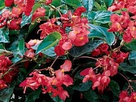 Бегония гибридная ампельная (зеленая листва) (Dragon Wing F1)