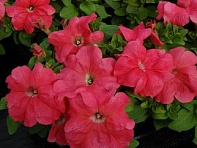 Петуния крупноцветковая (генетически компактная) (Limbo GP F1)