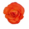 Бегония клубневая махровая (Begonia tuberhybrida)