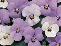 Виола рогатая (Sorbet Standart F1)