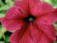 Петуния крупноцветковая (Supercascade F1)