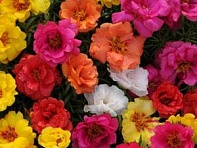 Портулак крупноцветковый (Happy Hour)