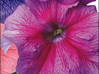 Петуния крупноцветковая (Donna F1)