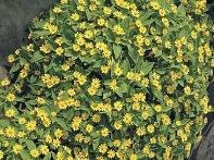 Марьянник болотный