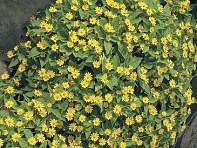 Марьянник болотный (Showstar)