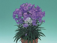 Колокольчик персиколистный (Takion F1)