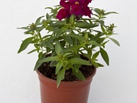 Львиный зев (Антирринум) большой (Crackle & Pop F1)