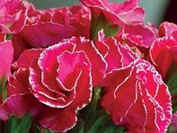 Примула бесстебельная (Primlet)