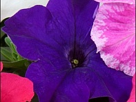 Петуния ампельная гибридная (Capri F1)