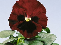 Виола Виттрока