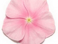 Катарантус розовый (Pacifica XP)