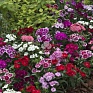 Гвоздика китайская х турецкая (Dianthus chinensis x barbatus)