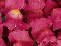 Львиный зев (Антирринум) большой (Solstice F1)