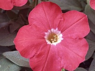 Петуния многоцветковая (Lambada F1)