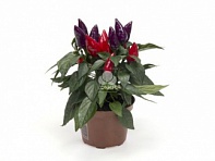 Перец летний (Mambo)