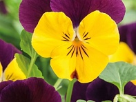 Виола рогатая (Corina F1)