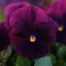 Виола виттрока ампельная (Viola wittrockiana)