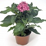 Пентас ланцетовидный (Pentas lanceolata)