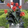 Канна садовая (Canna generalis)
