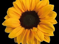 Подсолнечник летний (Luxor F1)