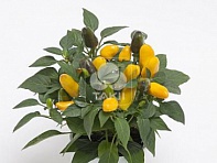 Перец летний (Cubana)