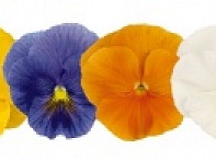 Виола виттрока