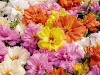 Портулак крупноцветковый (Stopwatch F1)