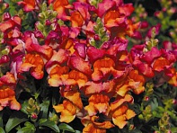 Львиный зев (Антирринум) большой (Montego F1)