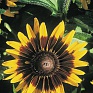 Рудбекия волосистая (Rudbeckia hirta)