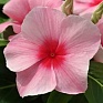 Катарантус розовый ампельный (Vinca rosea)