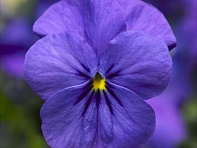 Виола рогатая (Deltini F1)