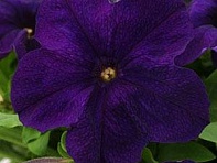 Петуния крупноцветковая (генетически компактная) (Ez Rider F1)