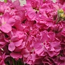 Левкой седой (Matthiola incana)