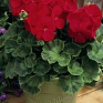 Герань (пеларгония садовая) (Pelargonium x hortorum)