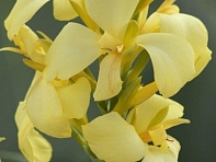 Канна садовая (Cannova F1)