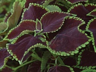 Колеус гибридный (Premium Sun)