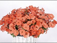 Петуния ампельная гибридная (MyLove (Amore Mio) F1)