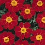 Бархатцы отклоненные (Tagetes patula)