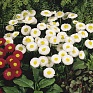 Маргаритка многолетняя (Bellis perennis)