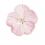 Герань кроваво-красная (Geranium sanguineum)