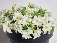 Петуния крупноцветковая (Mistral F1)