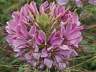 Клеома Хасслера (Sparkler F1)